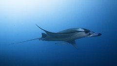Sea summer Beaches stingray yun