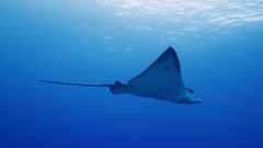 Sea summer Beaches stingray yun