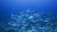 Sea summer Beaches yun