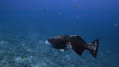 Sea summer Beaches yun