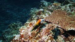 Sea summer Beaches yun