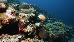 Sea summer Beaches yun