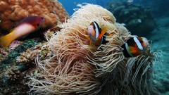 Sea summer Beaches yun