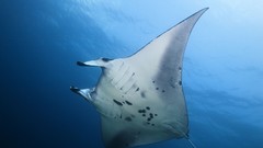 Sea summer Beaches yun