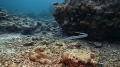 Sea summer Beaches yun