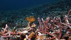 Sea summer Beaches yun