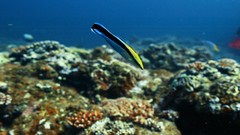 Sea summer Beaches yun