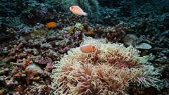 Sea summer Beaches yun