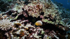 Sea summer Beaches yun