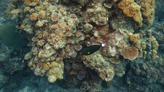 Sea summer Beaches yun