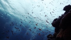 Sea summer Beaches yun