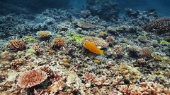 Sea summer Beaches yun