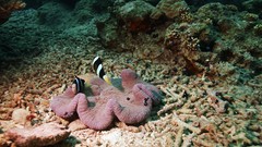 Sea summer Beaches yun