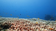 Sea summer Beaches yun