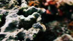 Sea summer Beaches yun