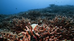 Sea summer Beaches yun