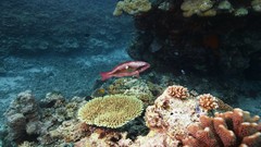 Sea summer Beaches yun