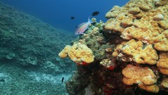 Sea summer Beaches yun