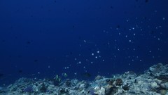 Sea summer Beaches yun