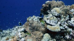 Sea summer Beaches yun