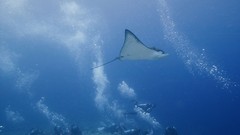 Sea summer Beaches yun