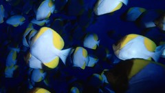 Sea summer Beaches yun