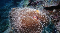 Sea summer Beaches yun