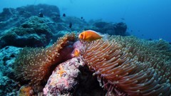 Sea summer Beaches yun