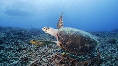 Sea summer Beaches yun
