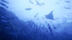 Sea summer Beaches yun