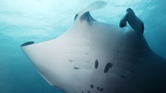 Sea summer Beaches yun manta ray