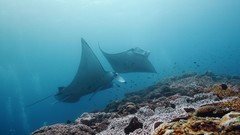 Sea summer Beaches yun manta ray