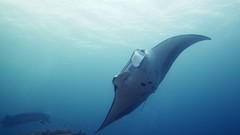 Sea summer Beaches yun manta ray