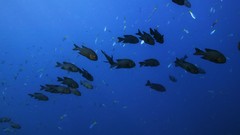 Sea summer ocean Beaches yun