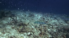 Sea summer ocean Beaches yun