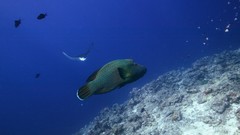 Sea summer ocean fish Beaches yun
