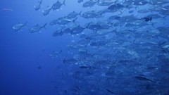 Sea summer ocean fish Beaches yun