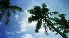 Sea summer palm trees Beaches yun