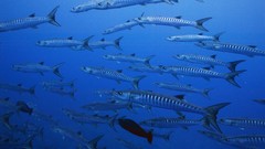 Sea summer underwater Beaches yun