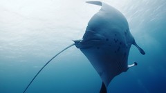 Sea summer underwater Beaches yun manta ray