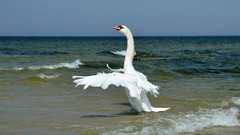 Sea Swans