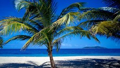 Sea Trees palm trees Beaches caribbean