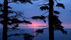 Sea Trees silhouettes