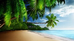 Sea tropical beach sand palm trees Green shore