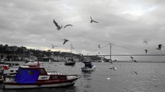 Sea Turkey Istanbul Bridges