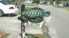 Sea turtle 2003 nature