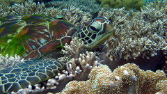 Sea turtles