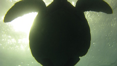 Sea turtles