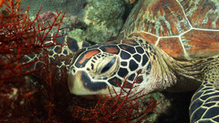 Sea turtles underwater