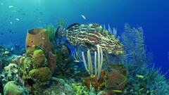 Sea underwater creatures